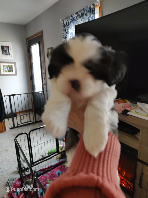 Praise , a female Shih Tzu for sale in Richmond City, VA – Photo 1 of 2