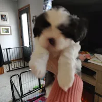 Praise , a female Shih Tzu for sale in Midlothian, VA – Photo 1 of 6
