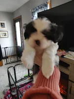 Praise , a female Shih Tzu for sale in Richmond City, VA – Photo 1 of 2