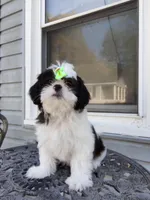 Praise , a female Shih Tzu for sale in Midlothian, VA – Photo 3 of 6