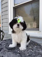 Praise , a female Shih Tzu for sale in Midlothian, VA – Photo 5 of 6