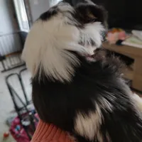 Praise , a female Shih Tzu for sale in Midlothian, VA – Photo 2 of 6