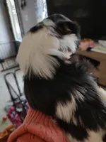 Praise , a female Shih Tzu for sale in Richmond City, VA – Photo 2 of 2