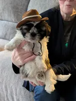 Cash ckc, a male Shih Tzu for sale in Midlothian, VA – 4 of 5