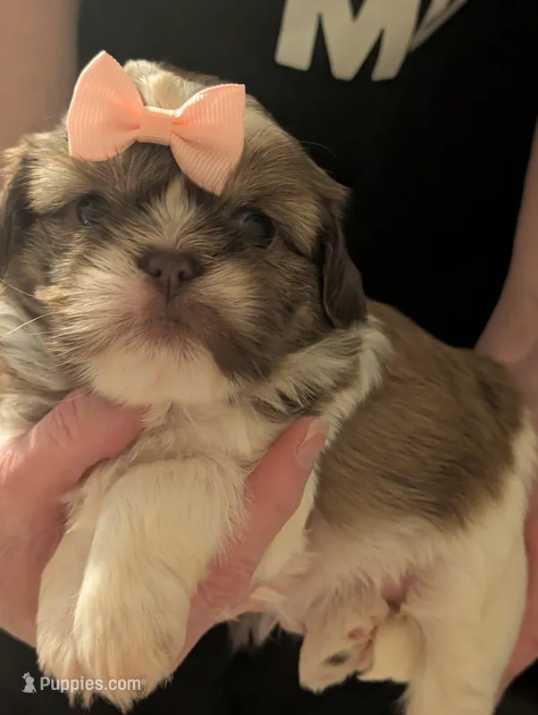 Cuddles – Shih Tzu puppy for sale in Midlothian, VA