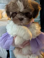 CoCo ckc, a female Shih Tzu for sale in Midlothian, VA – 7 of 7