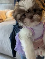 Cuddles ckc, a female Shih Tzu for sale in Midlothian, VA – 5 of 5