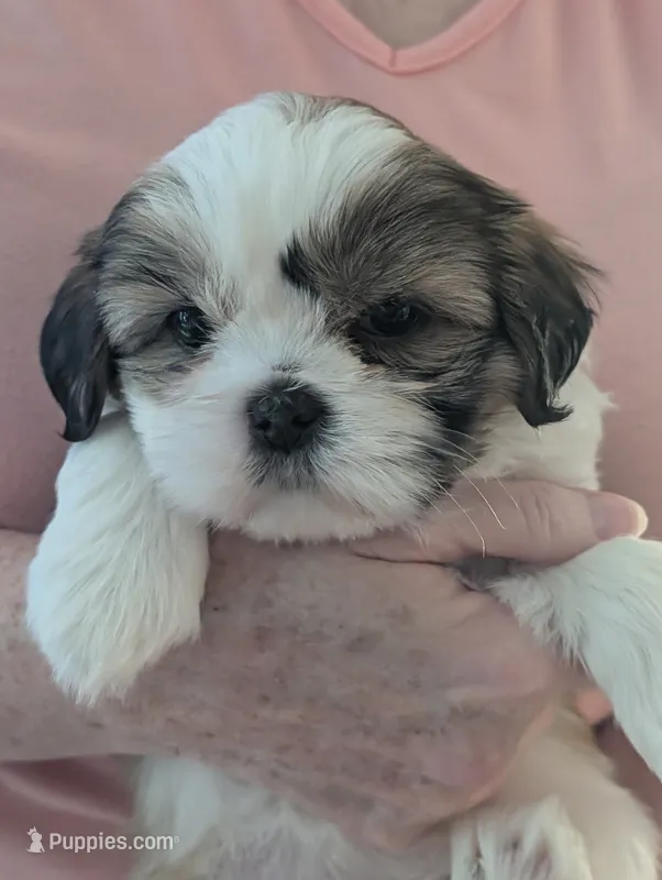 Princess  – Shih Tzu puppy for sale in Midlothian, VA