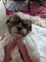 Cuddles, a female Shih Tzu for sale in Midlothian, VA – 2 of 3