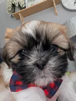 Chance  ckc, a male Shih Tzu for sale in Midlothian, VA – 5 of 9