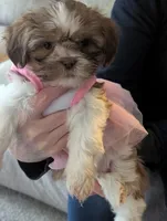 CoCo ckc, a female Shih Tzu for sale in Midlothian, VA – 6 of 7