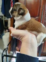 Princess , a female Shih Tzu for sale in Midlothian, VA – 3 of 3
