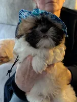 Chance  ckc, a male Shih Tzu for sale in Midlothian, VA – 8 of 9