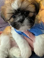 Chance  ckc, a male Shih Tzu for sale in Midlothian, VA – 6 of 9