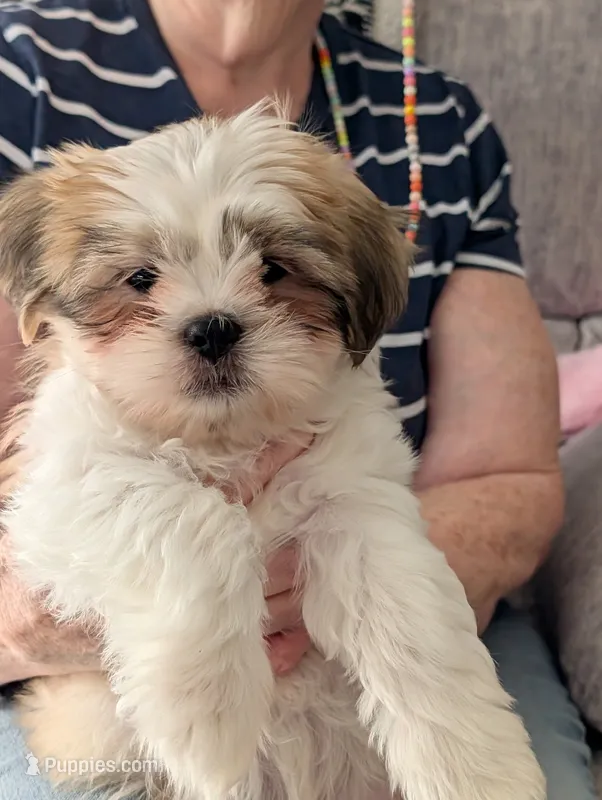 Prince – Shih Tzu puppy for sale in Midlothian, VA