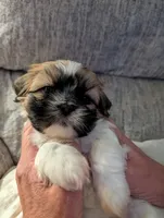 Chance  ckc, a male Shih Tzu for sale in Midlothian, VA – 2 of 9