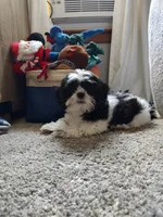 Faith , a female Shih Tzu for sale in Midlothian, VA – Photo 3 of 8