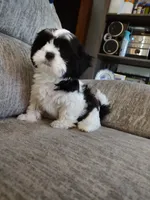 Faith , a female Shih Tzu for sale in Midlothian, VA – Photo 2 of 8