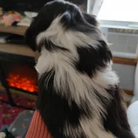 Faith , a female Shih Tzu for sale in Midlothian, VA – Photo 2 of 2