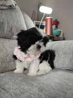 Faith , a female Shih Tzu for sale in Midlothian, VA – Photo 6 of 8