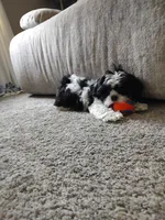 Faith , a female Shih Tzu for sale in Midlothian, VA – Photo 5 of 8