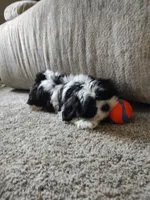 Faith , a female Shih Tzu for sale in Midlothian, VA – Photo 4 of 8