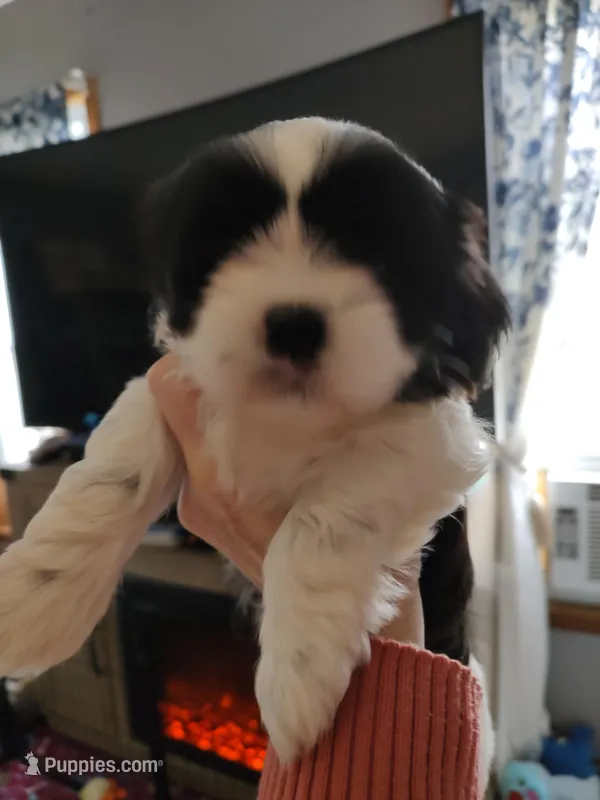 Faith , a female Shih Tzu for sale in Richmond City, VA – Photo 1 of 2