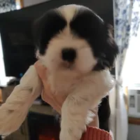 Faith , a female Shih Tzu for sale in Midlothian, VA – Photo 1 of 2