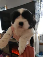 Faith , a female Shih Tzu for sale in Richmond City, VA – Photo 1 of 2