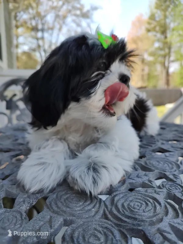 Faith  – Shih Tzu puppy for sale in Midlothian, VA