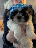 Cash ckc, a male Shih Tzu for sale in Midlothian, VA – 5 of 5