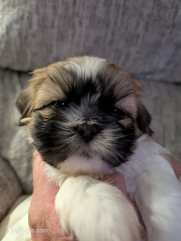 Chance  – Shih Tzu puppy for sale in Midlothian, VA