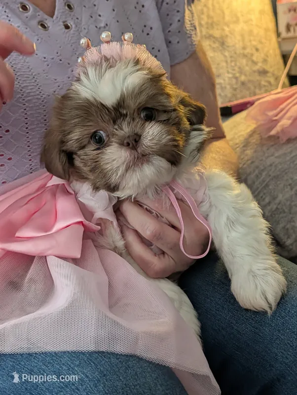CoCo  – Shih Tzu puppy for sale in Midlothian, VA