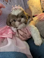 CoCo ckc, a female Shih Tzu for sale in Midlothian, VA – 1 of 7