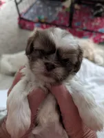 Cuddles, a female Shih Tzu for sale in Midlothian, VA – 3 of 3