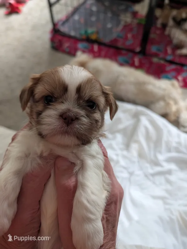Chloe – Shih Tzu puppy for sale in Midlothian, VA