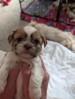 Chloe, a female Shih Tzu for sale in Midlothian, VA – 1 of 2
