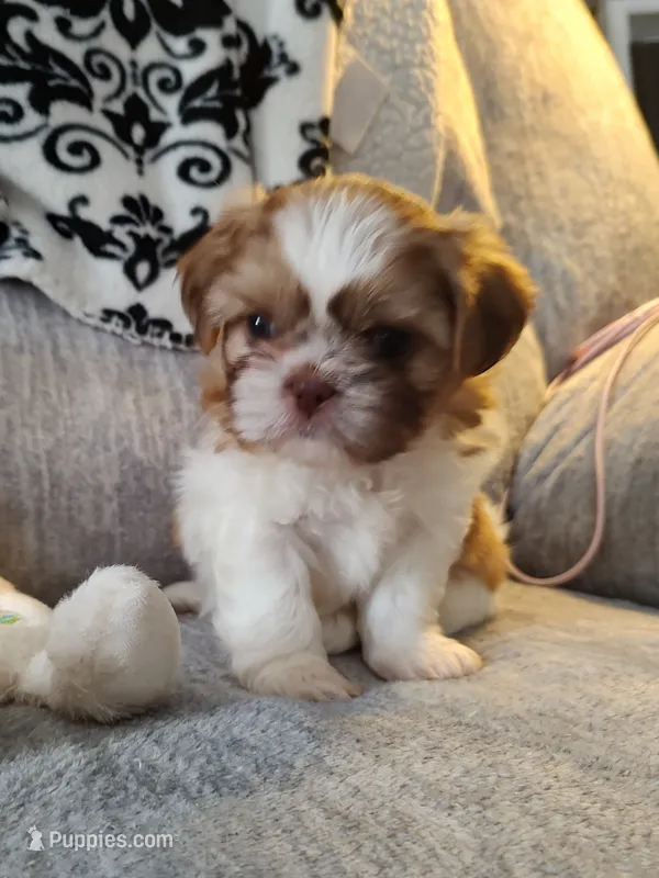 Chloe – Shih Tzu puppy for sale in Midlothian, VA