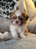 Chloe, a female Shih Tzu for sale in Midlothian, VA – 1 of 5
