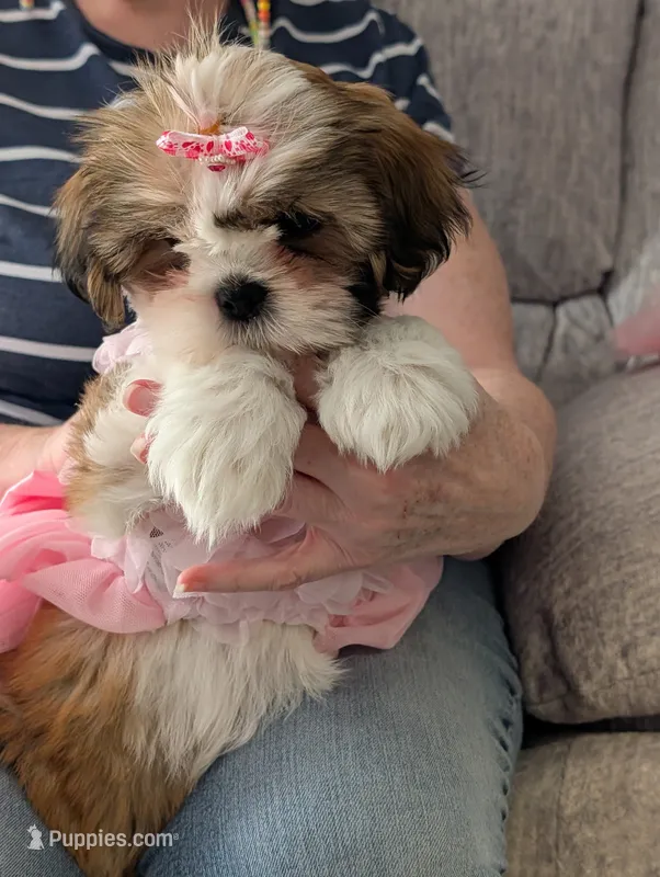 Princess  – Shih Tzu puppy for sale in Midlothian, VA