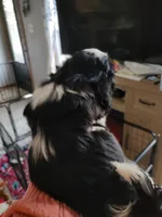 Grace, a female Shih Tzu for sale in Richmond City, VA – Photo 2 of 2