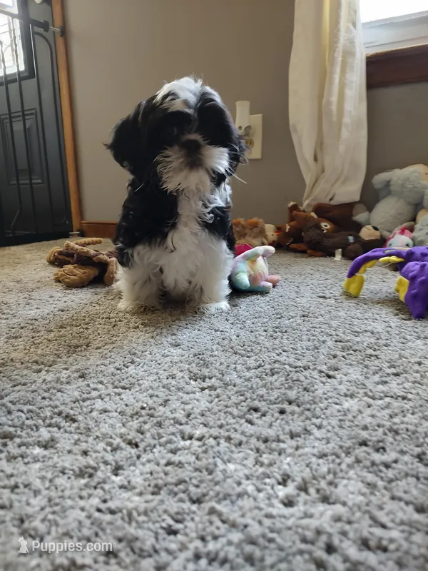 Grace – Shih Tzu puppy for sale in Midlothian, VA
