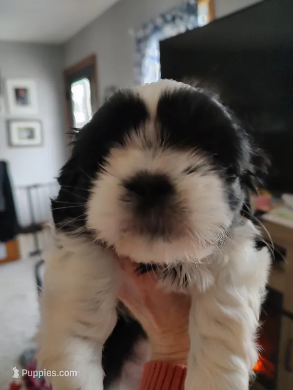 Grace, a female Shih Tzu for sale in Richmond City, VA – Photo 1 of 2