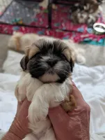 Chance , a male Shih Tzu for sale in Midlothian, VA – 2 of 2
