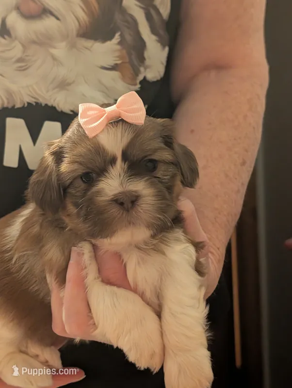 CoCo  – Shih Tzu puppy for sale in Midlothian, VA