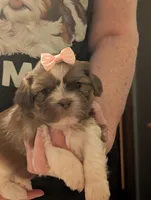 CoCo , a female Shih Tzu for sale in Midlothian, VA – 1 of 3