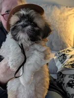 Chance  ckc, a male Shih Tzu for sale in Midlothian, VA – 7 of 9
