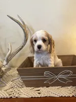 Cookie, a female Cockalier for sale in Seneca, MO – Photo 3 of 3