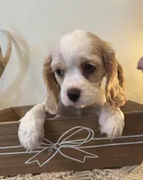Cookie, a female Cockalier for sale in Seneca, MO – Photo 1 of 3