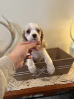 Cookie, a female Cockalier for sale in Seneca, MO – Photo 2 of 3